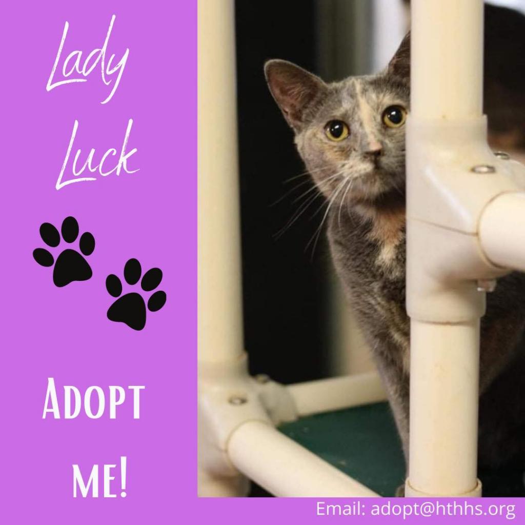 Lady Luck