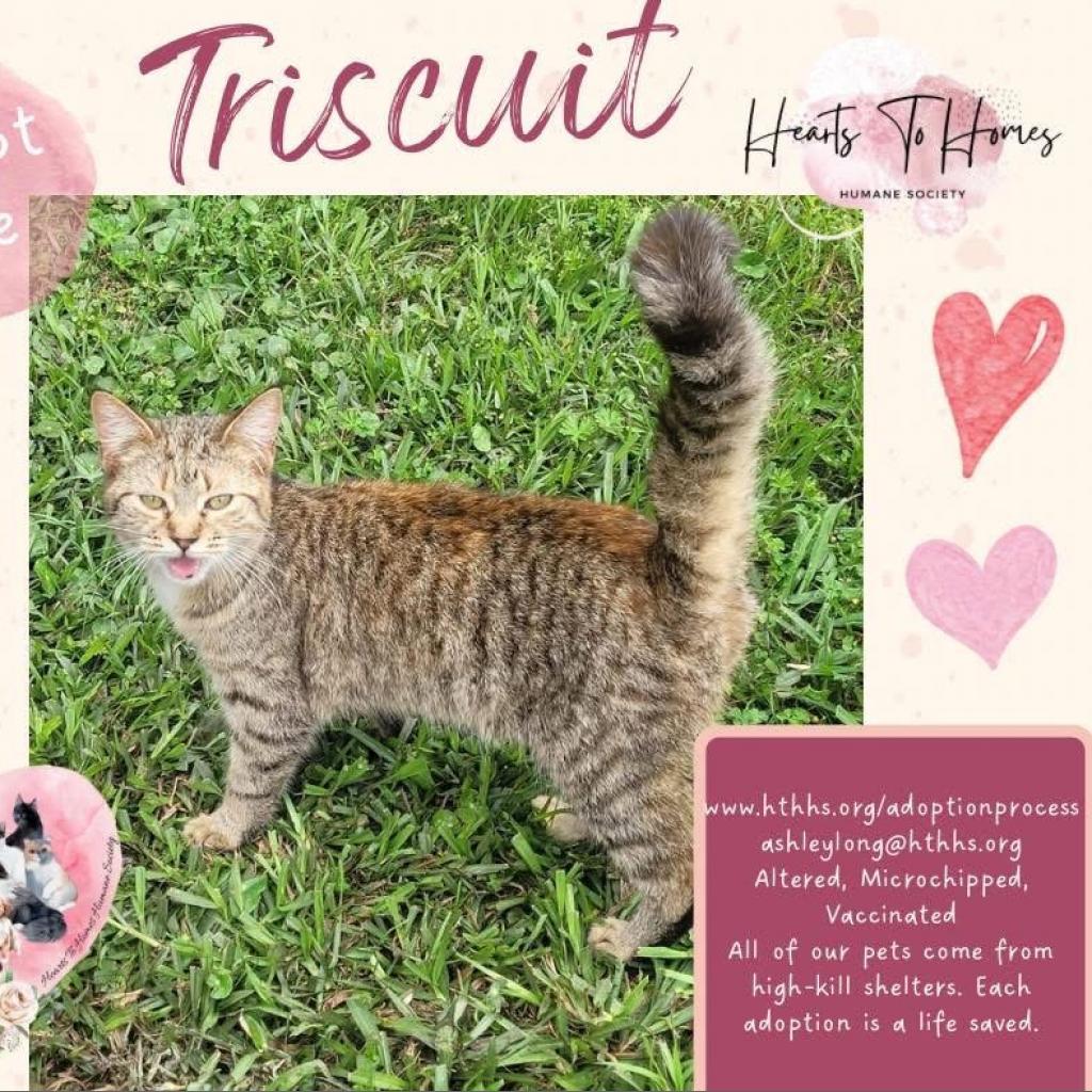 Triscuit