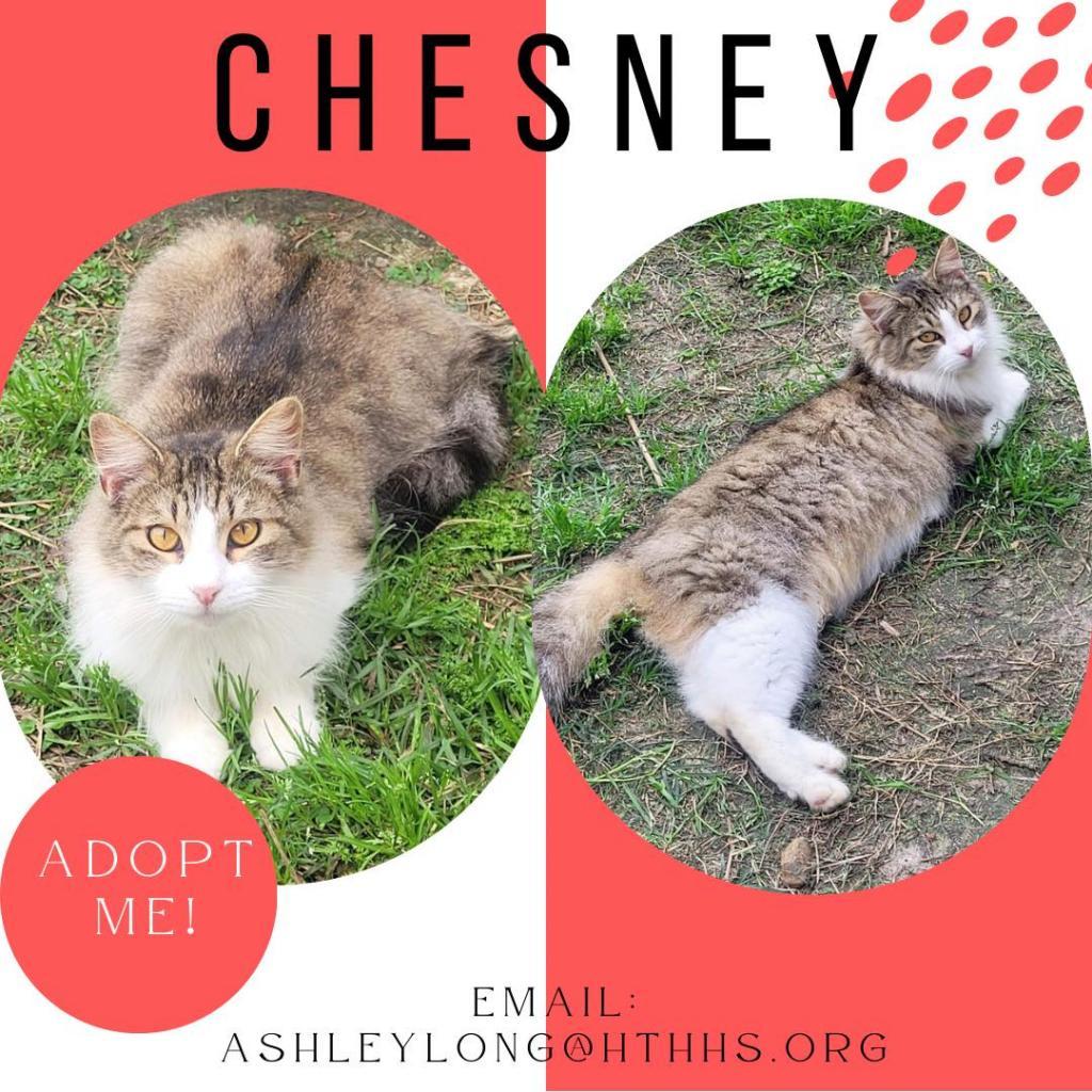 Chesney