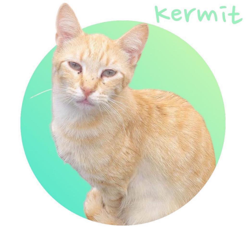 Kermit