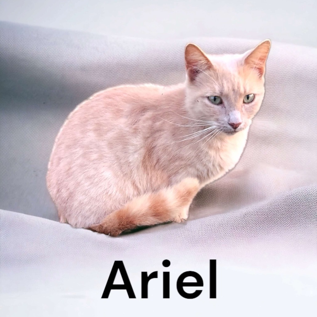 Ariel