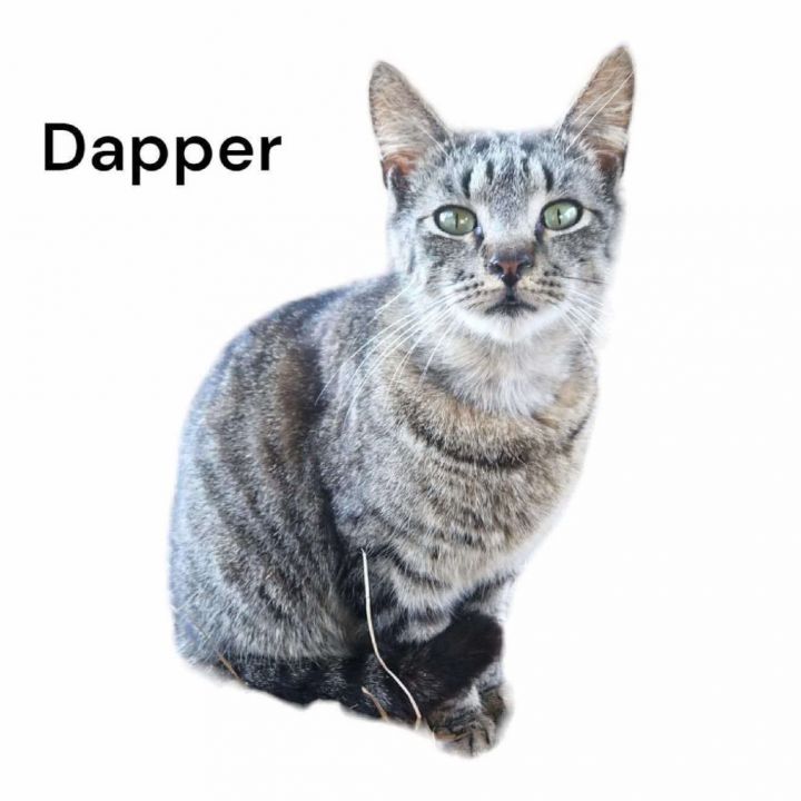 Dapper 1