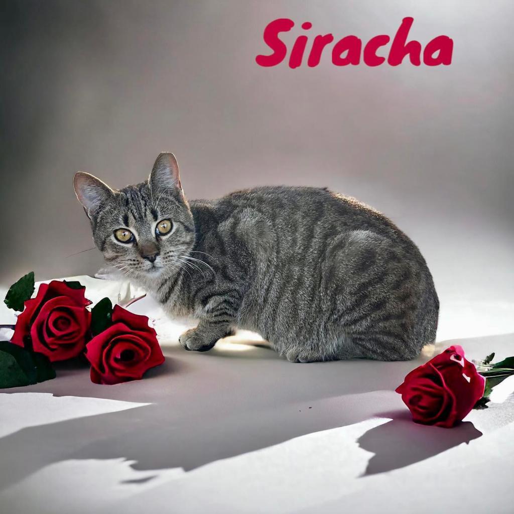 Siracha