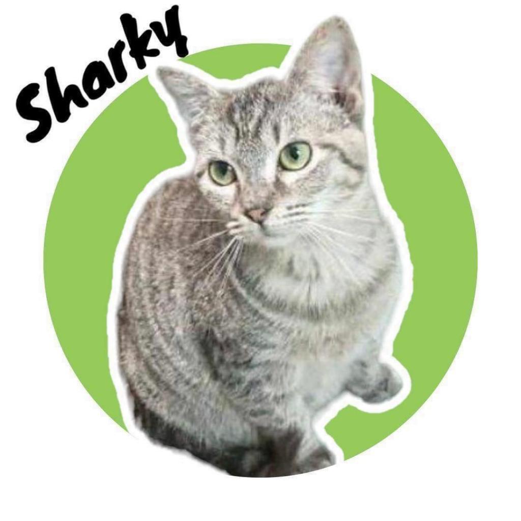 Sharky