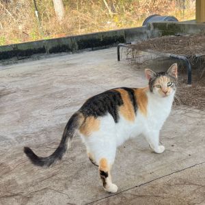 Ariana, Adult Female Domestic Short Hair