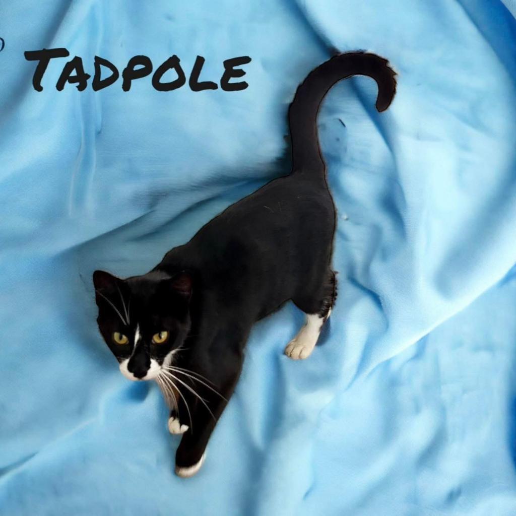 Tadpole