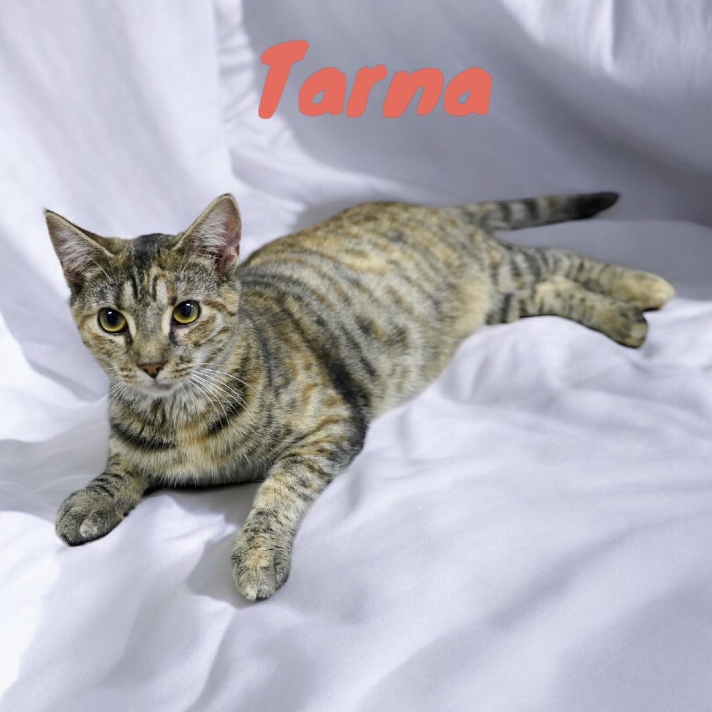 Tarna