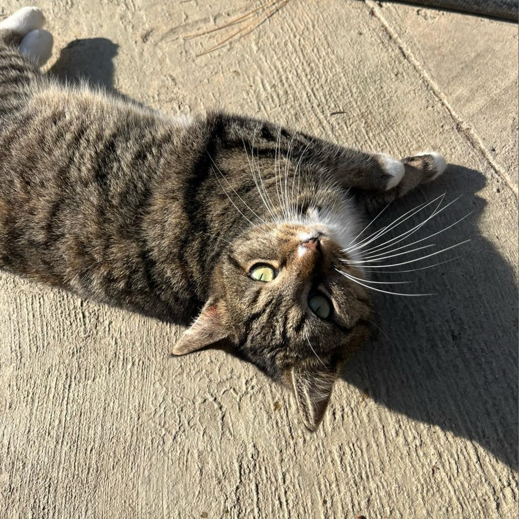 Sansa, an adoptable Manx in Nashville, GA, 31639 | Photo Image 2