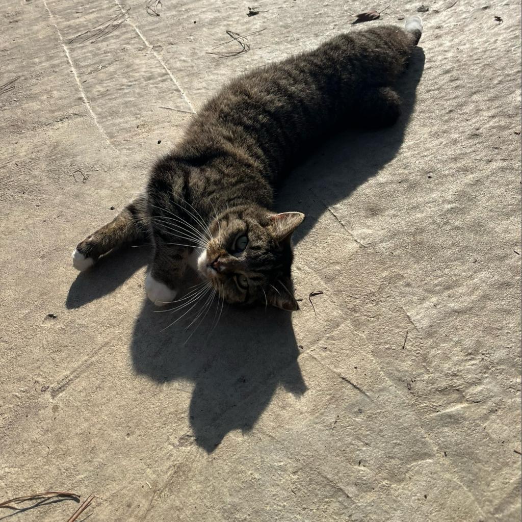 Sansa, an adoptable Manx in Nashville, GA, 31639 | Photo Image 3