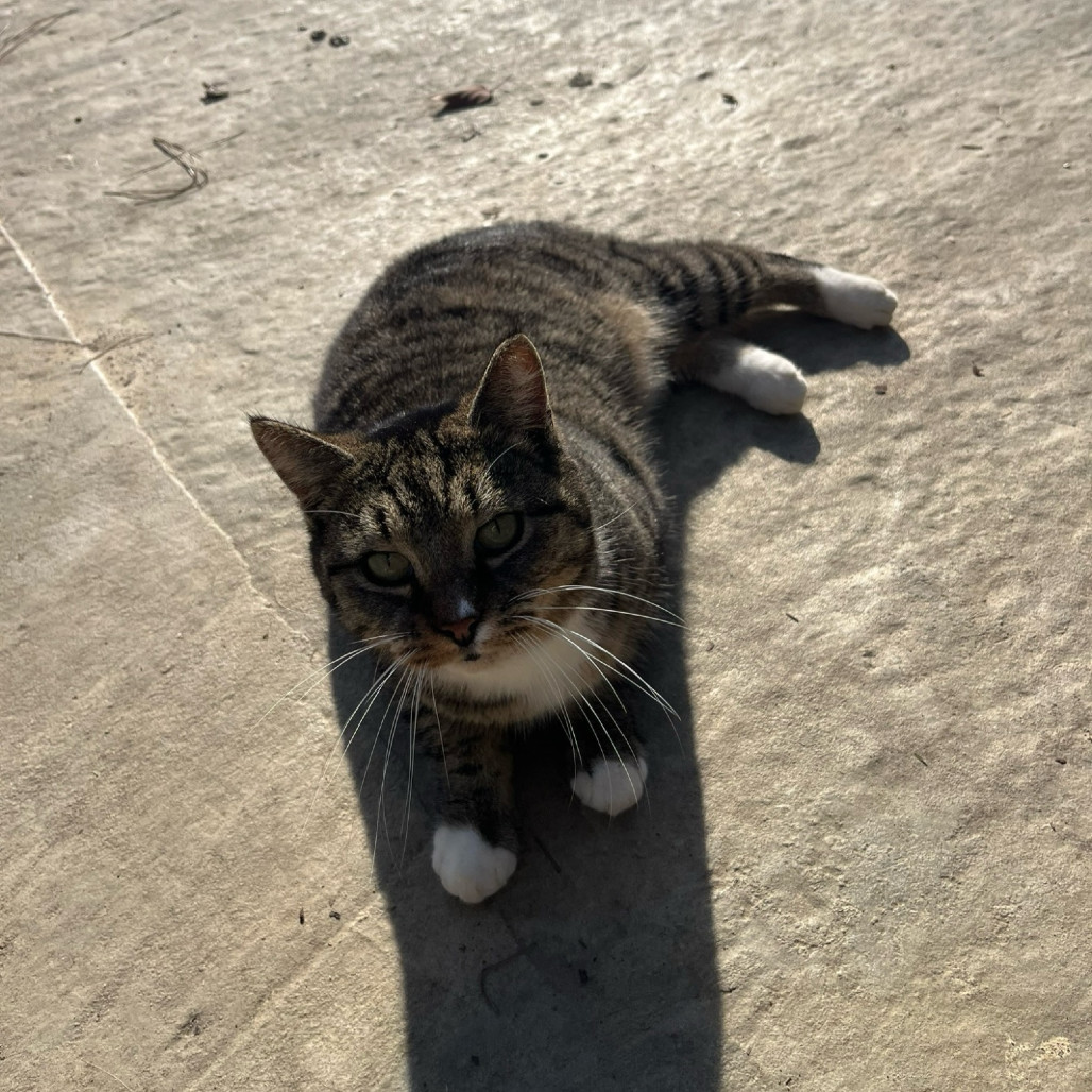 Sansa, an adoptable Manx in Nashville, GA, 31639 | Photo Image 4