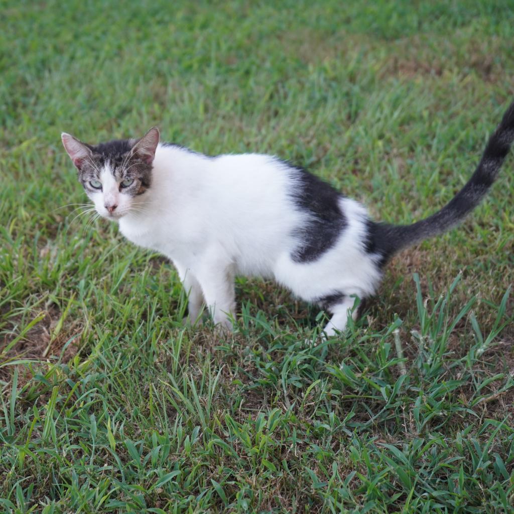 Aiko