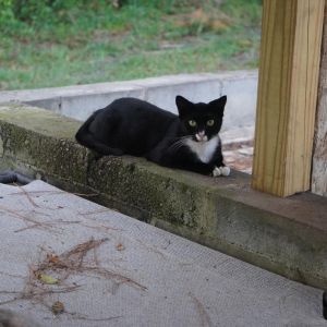 Slippers, Adult Female Domestic Short Hair