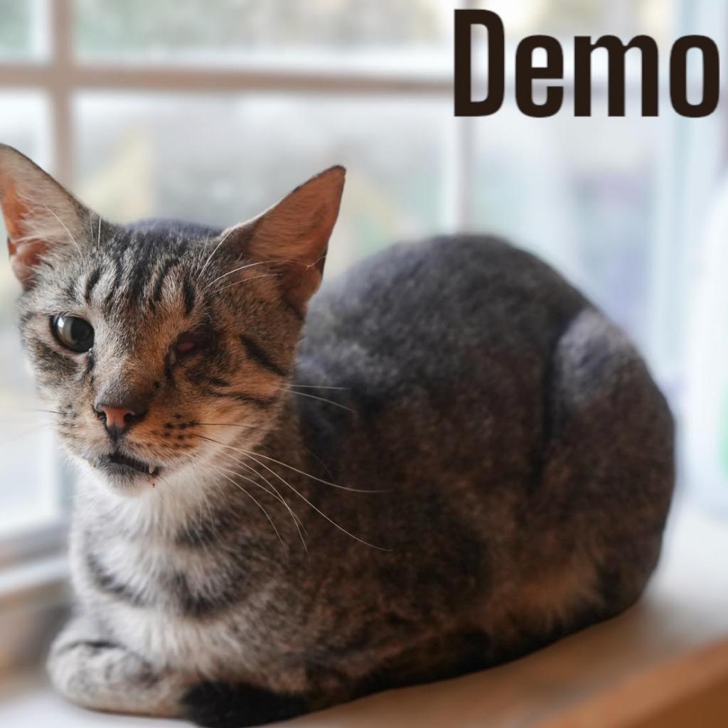 Demo