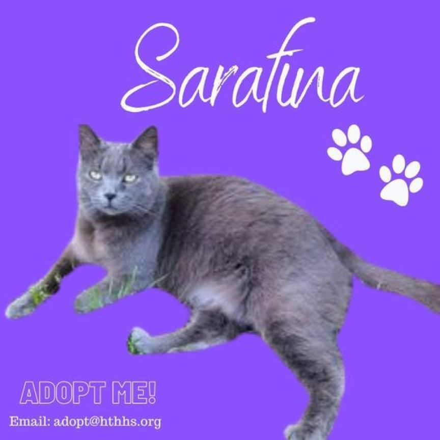 Sarafina, an adoptable Russian Blue in Nashville, GA, 31639 | Photo Image 1