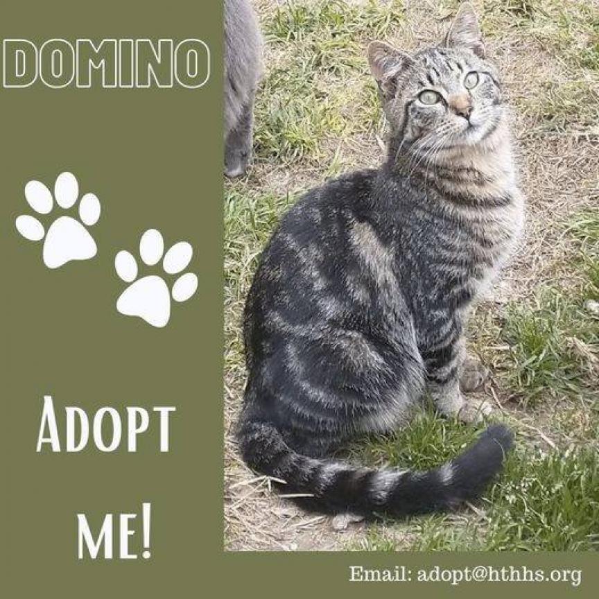 Domino