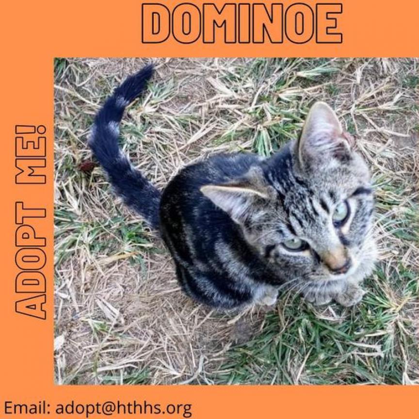 Domino