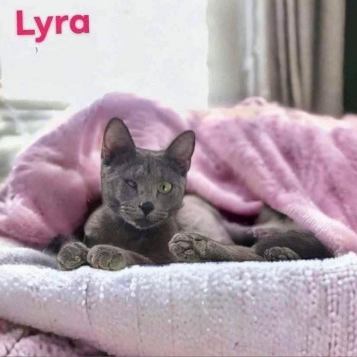 Lyra 1