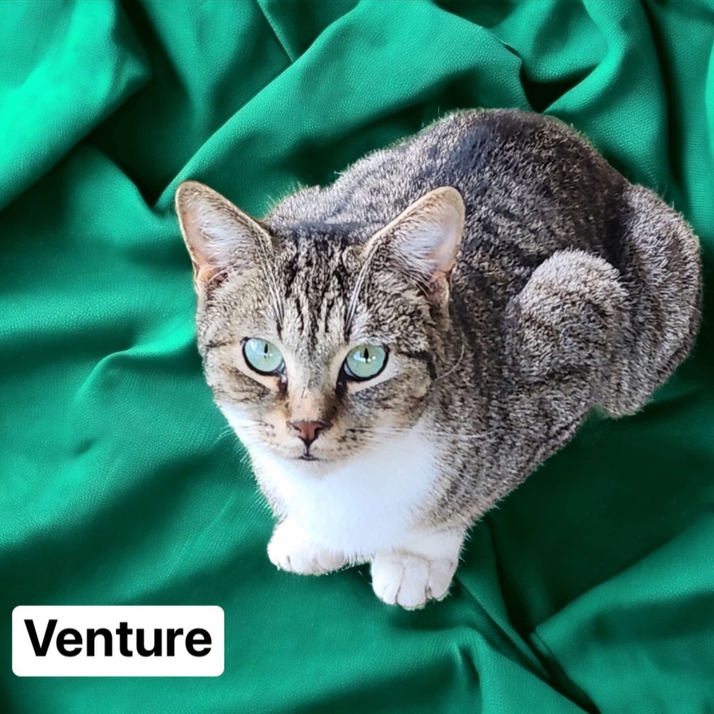 Venture