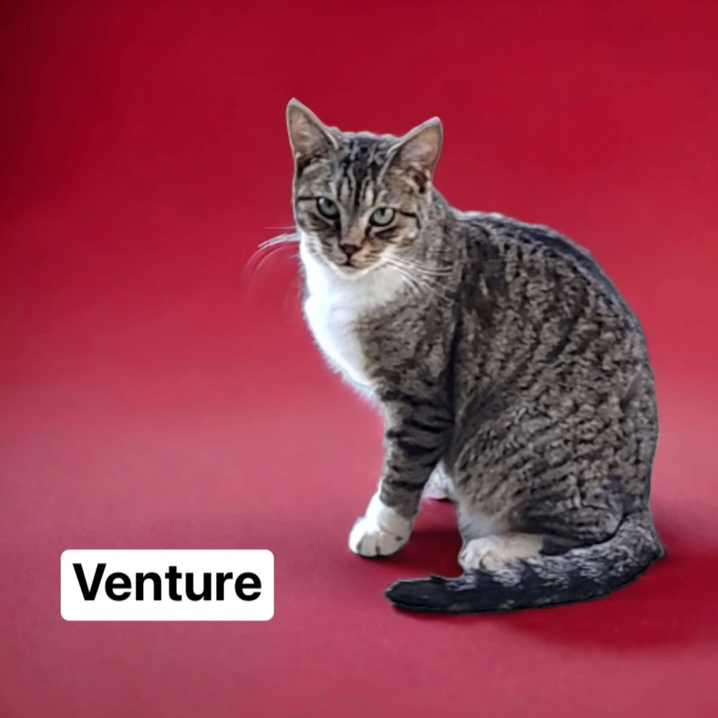 Venture