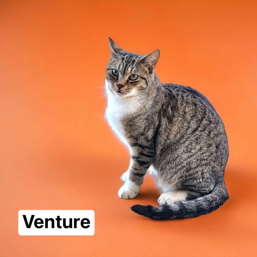 Venture