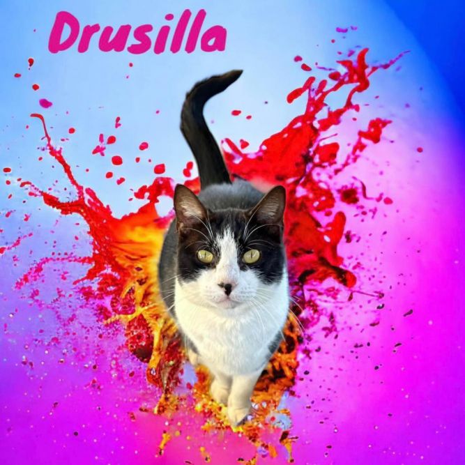 Drusilla
