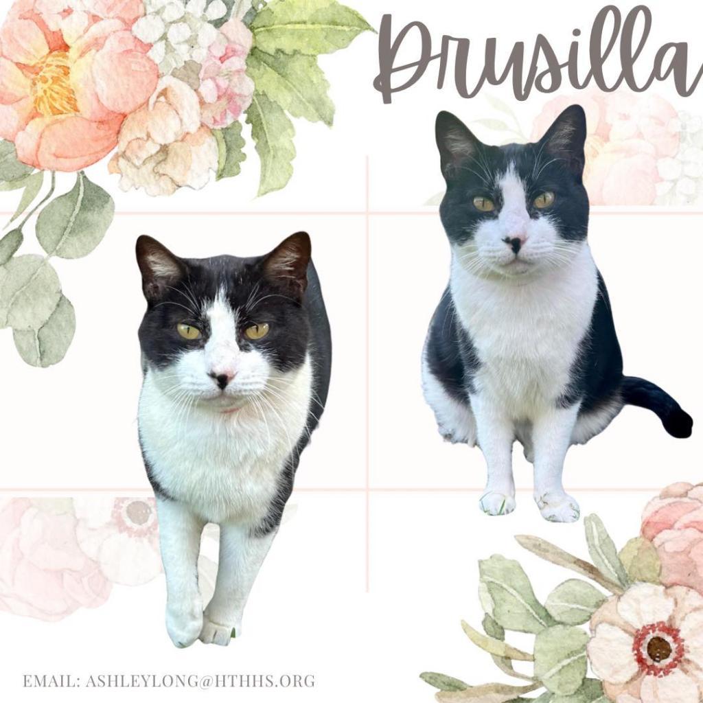Drusilla