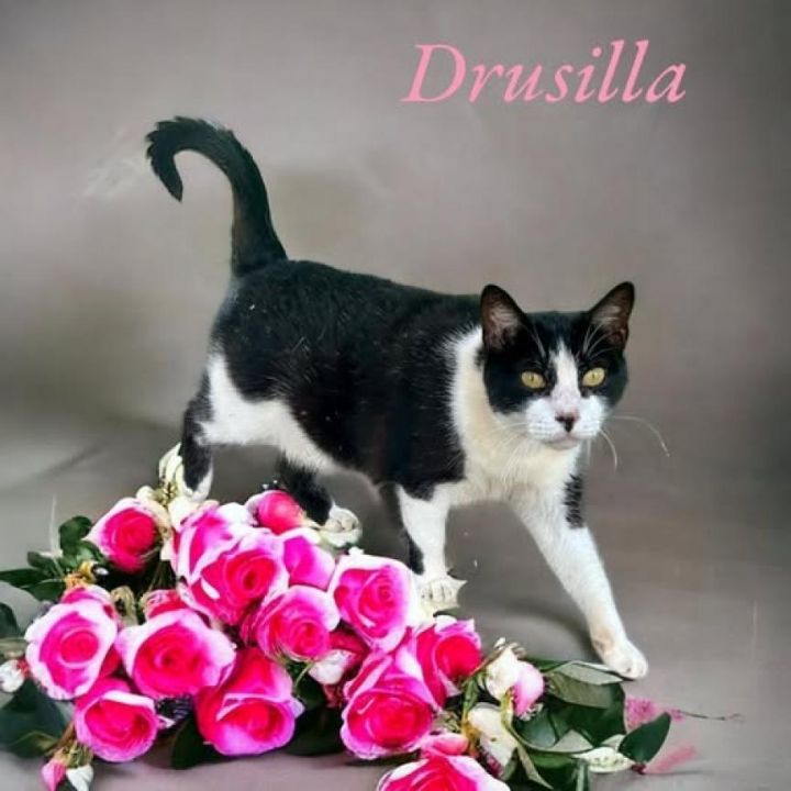 Drusilla 4