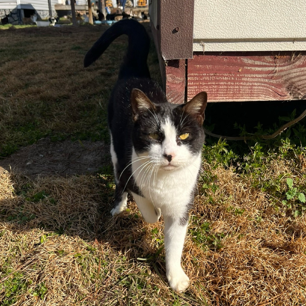 Drusilla
