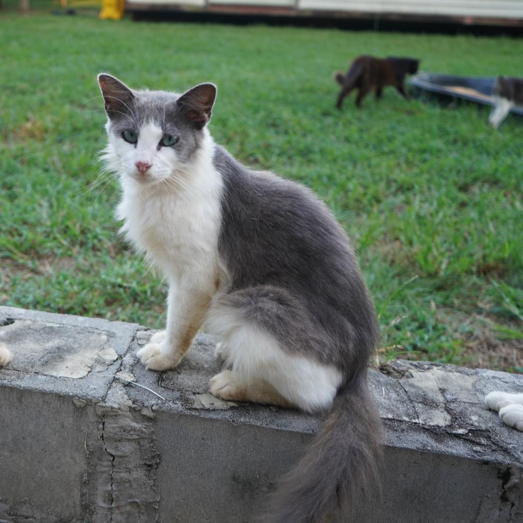 Franciou