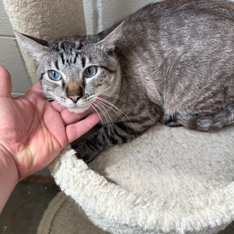 Sonny, an adoptable Domestic Medium Hair in Port Aransas, TX, 78373 | Photo Image 1