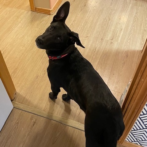 Obsidian, an adoptable Labrador Retriever, Mixed Breed in Bend, OR, 97702 | Photo Image 1