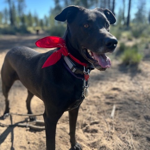 Obsidian, an adoptable Labrador Retriever, Mixed Breed in Bend, OR, 97702 | Photo Image 1