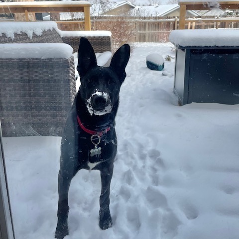 Obsidian, an adoptable Labrador Retriever, Mixed Breed in Bend, OR, 97702 | Photo Image 2