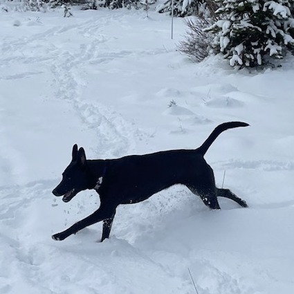 Obsidian, an adoptable Labrador Retriever, Mixed Breed in Bend, OR, 97702 | Photo Image 4