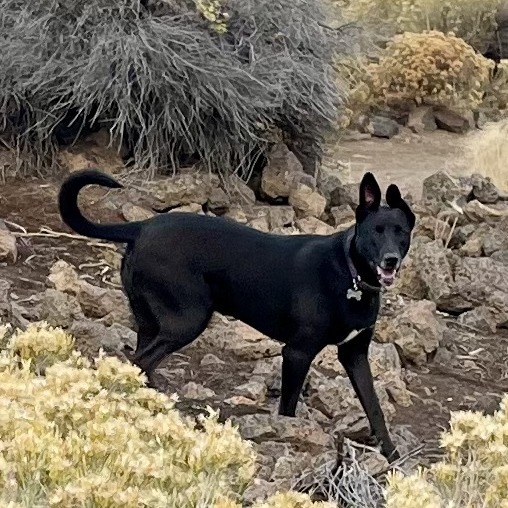 Obsidian, an adoptable Labrador Retriever, Mixed Breed in Bend, OR, 97702 | Photo Image 4