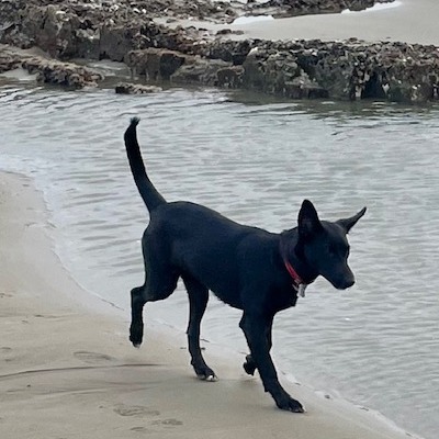 Obsidian, an adoptable Labrador Retriever, Mixed Breed in Bend, OR, 97702 | Photo Image 6