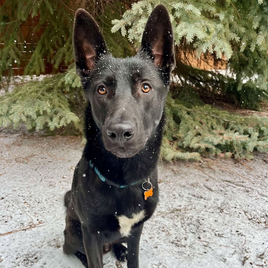 Monty, an adoptable Mixed Breed in Bend, OR, 97702 | Photo Image 1