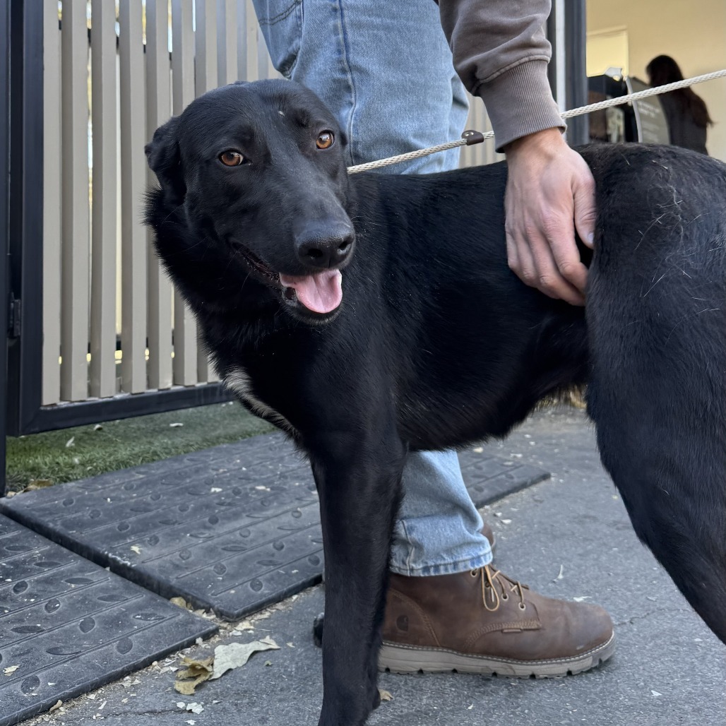 Monty, an adoptable Mixed Breed in Bend, OR, 97702 | Photo Image 2
