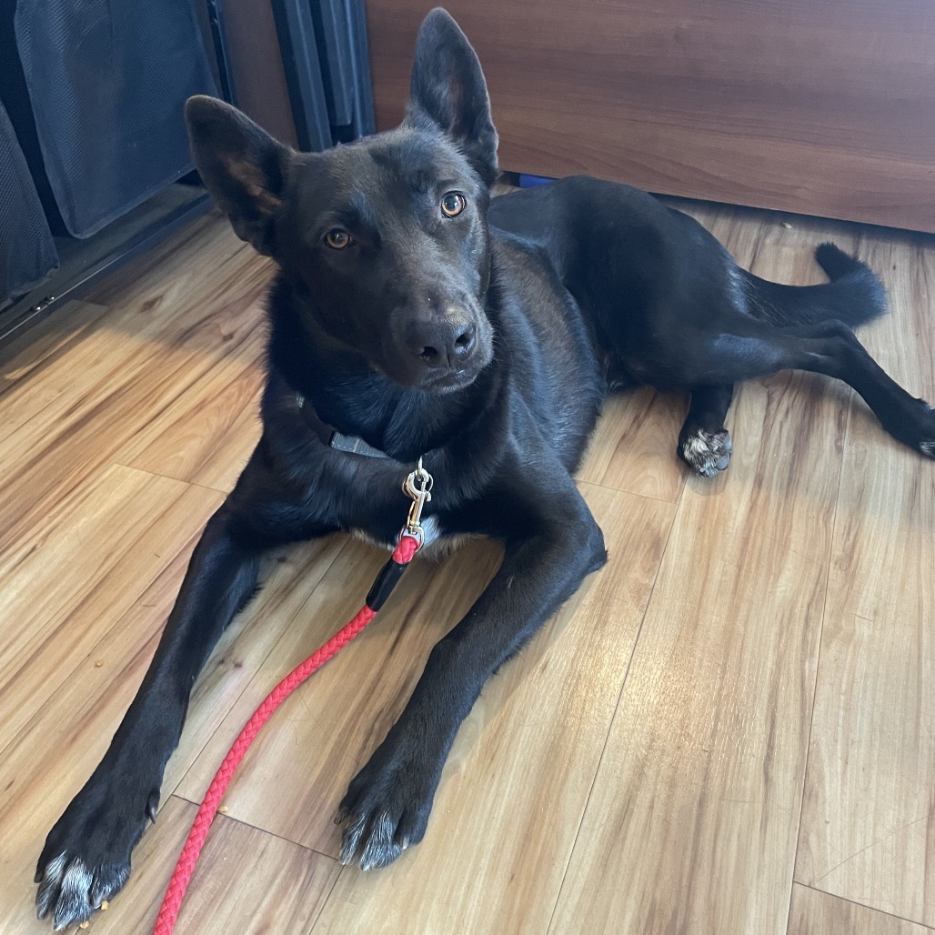 Monty, an adoptable Mixed Breed in Bend, OR, 97702 | Photo Image 3