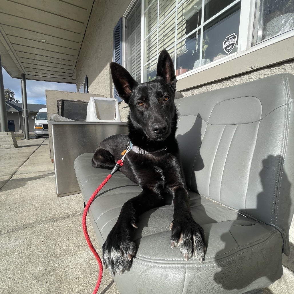 Monty, an adoptable Mixed Breed in Bend, OR, 97702 | Photo Image 4