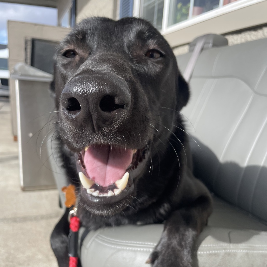 Monty, an adoptable Mixed Breed in Bend, OR, 97702 | Photo Image 5