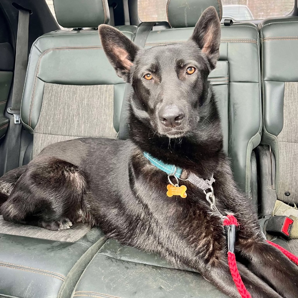 Monty, an adoptable Mixed Breed in Bend, OR, 97702 | Photo Image 6
