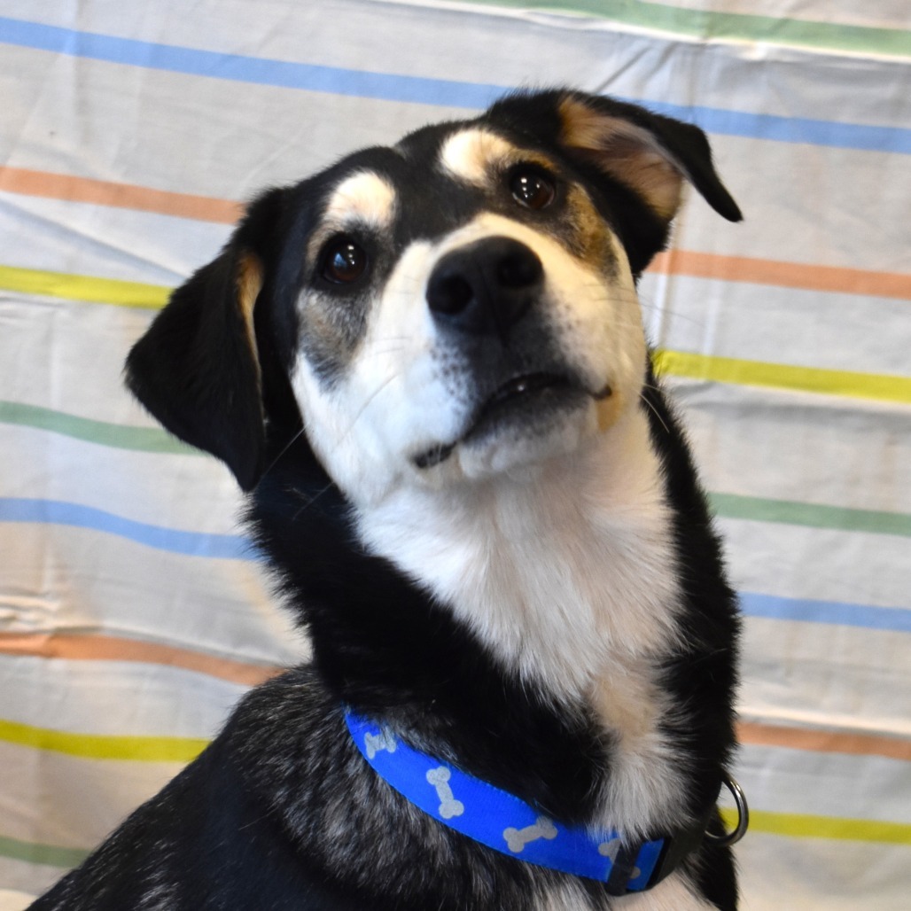 Max (Banksy), an adoptable Husky, Mixed Breed in Rifle, CO, 81650 | Photo Image 1