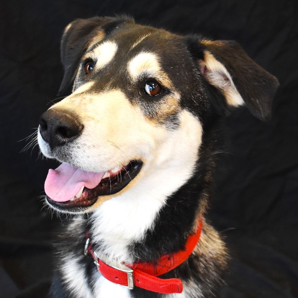 Max (Banksy), an adoptable Husky, Mixed Breed in Rifle, CO, 81650 | Photo Image 4