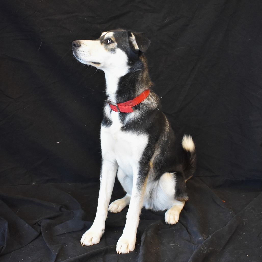 Max (Banksy), an adoptable Husky, Mixed Breed in Rifle, CO, 81650 | Photo Image 5