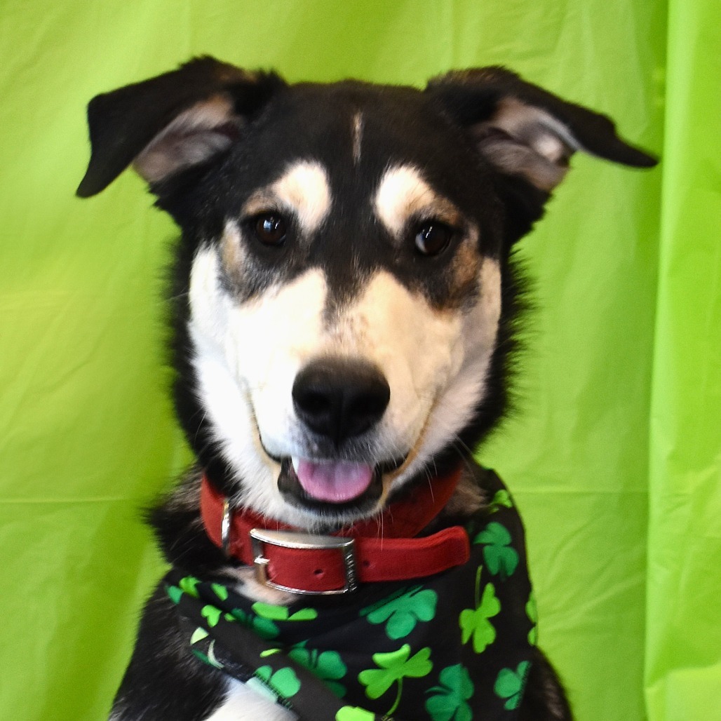 Max (Banksy), an adoptable Husky, Mixed Breed in Rifle, CO, 81650 | Photo Image 6