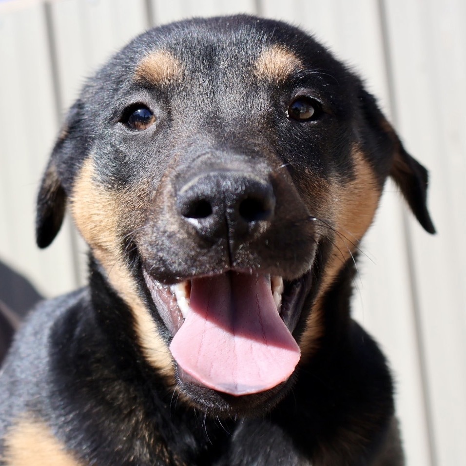 Loretta Lynn, an adoptable Mixed Breed in Moab, UT, 84532 | Photo Image 1
