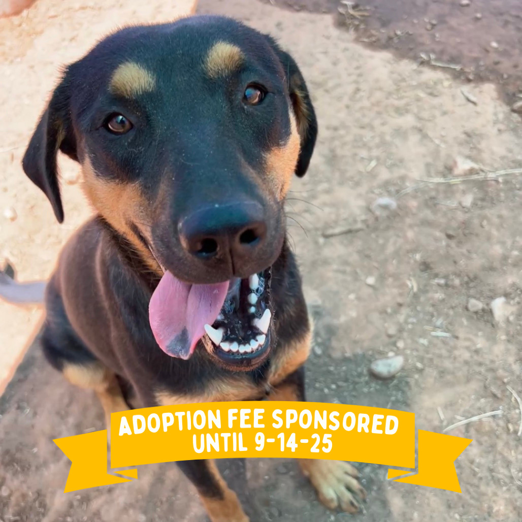 Loretta Lynn, an adoptable Mixed Breed in Moab, UT, 84532 | Photo Image 1