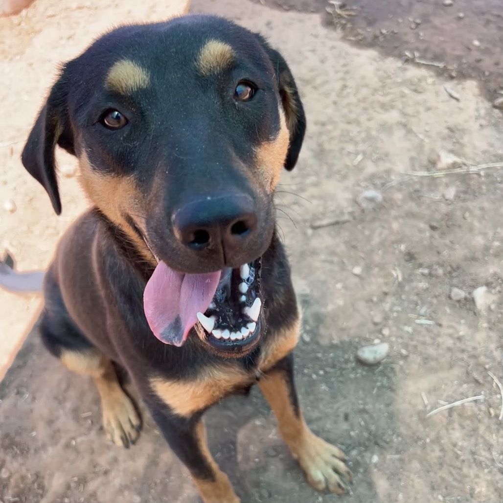 Loretta Lynn, an adoptable Mixed Breed in Moab, UT, 84532 | Photo Image 1