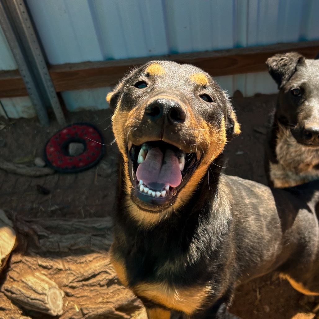 Loretta Lynn, an adoptable Mixed Breed in Moab, UT, 84532 | Photo Image 3